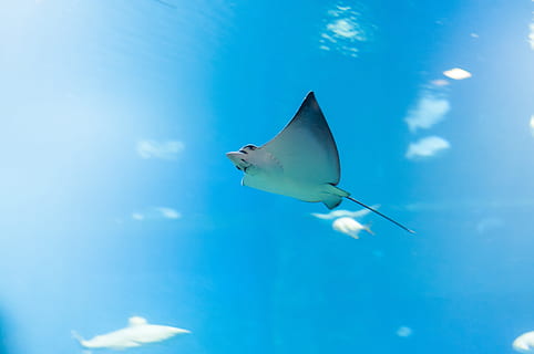 Stingray under the sea, fish, water, ocean, nature, blue, the background HD wallpaper