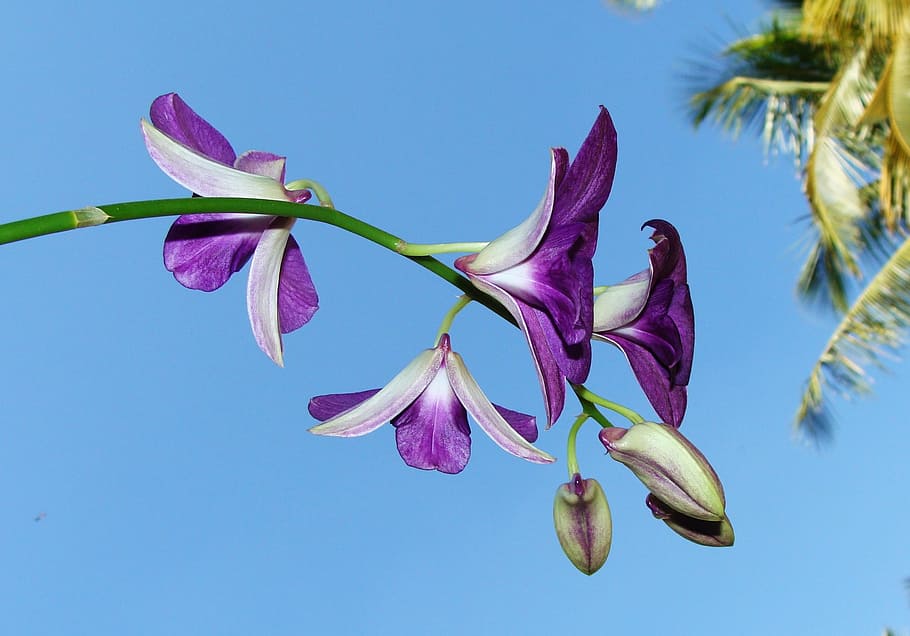 purple orchid selective photography, flower, dendrobium, flora, HD wallpaper