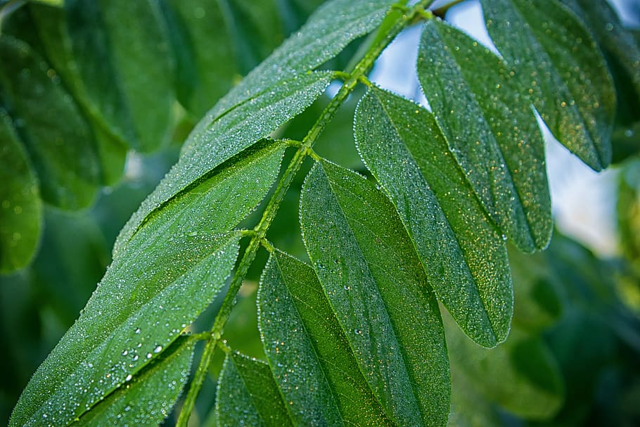 focus photography of green leaves, leaf, dew, morning, drip HD wallpaper