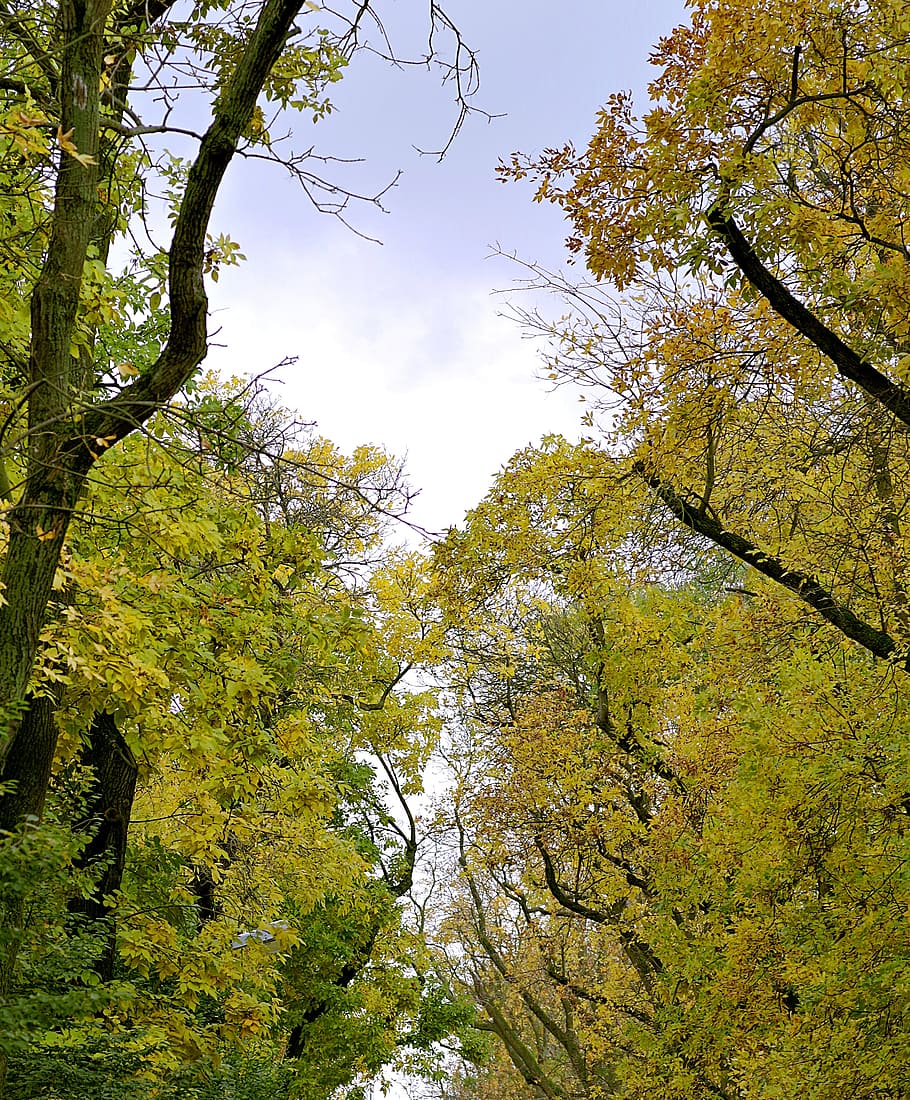 autumn, tree, yellow, foliage, street, city, branches, colors HD wallpaper