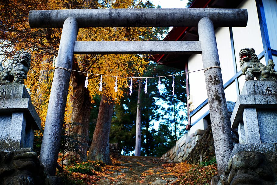 building near trees at daytime, forest, structure, japan, plant HD wallpaper