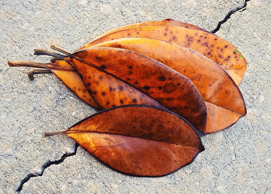 Leaf, Leaves, Fall, Magnolia, autumn, no people, day, close-up HD wallpaper