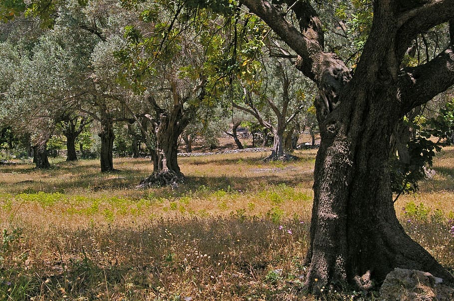olive trees, old, log, wood, olives, plantation, eat, food HD wallpaper