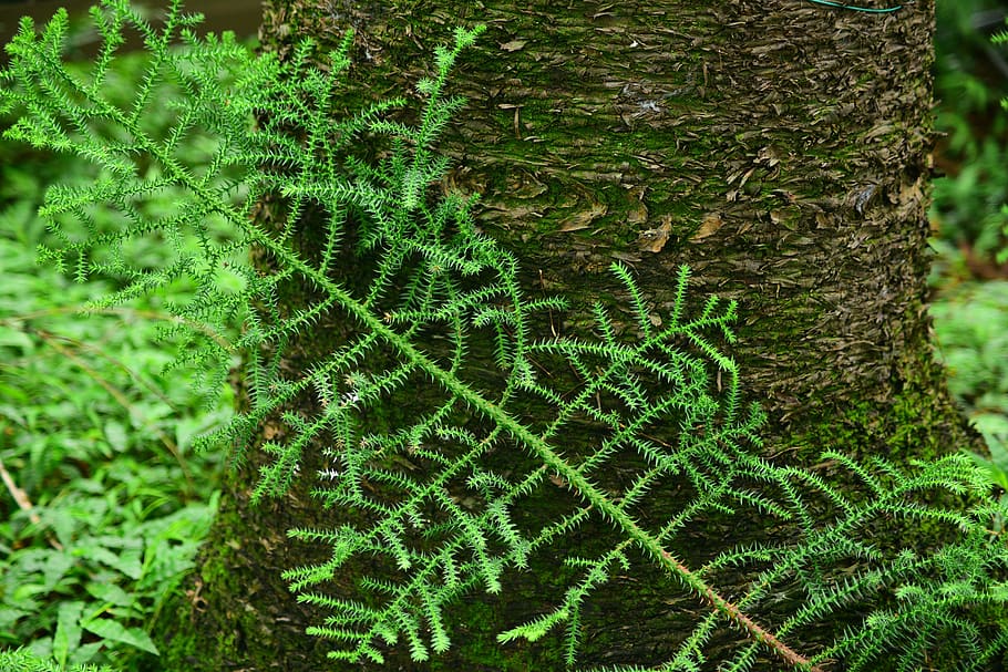 tree, pine tree, woods, forest, plant, growth, green color HD wallpaper