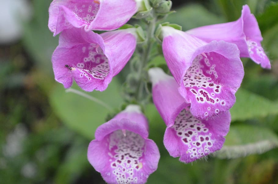 thimble, toxic, common foxglove, close, plant, pink, giftplanze HD wallpaper