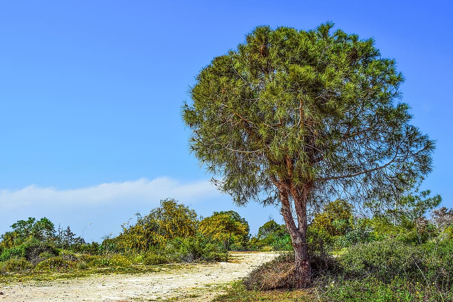 Tree, Coppice, Nature, Landscape, scenery, makronissos, ayia napa HD wallpaper