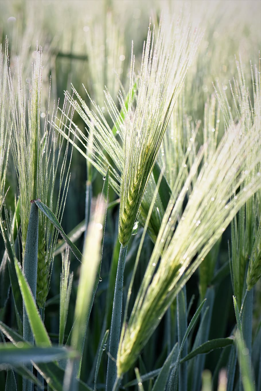 Winter Wheat, Wheat, Grass, Halme, grasses, close, nature, plant, HD wallpaper
