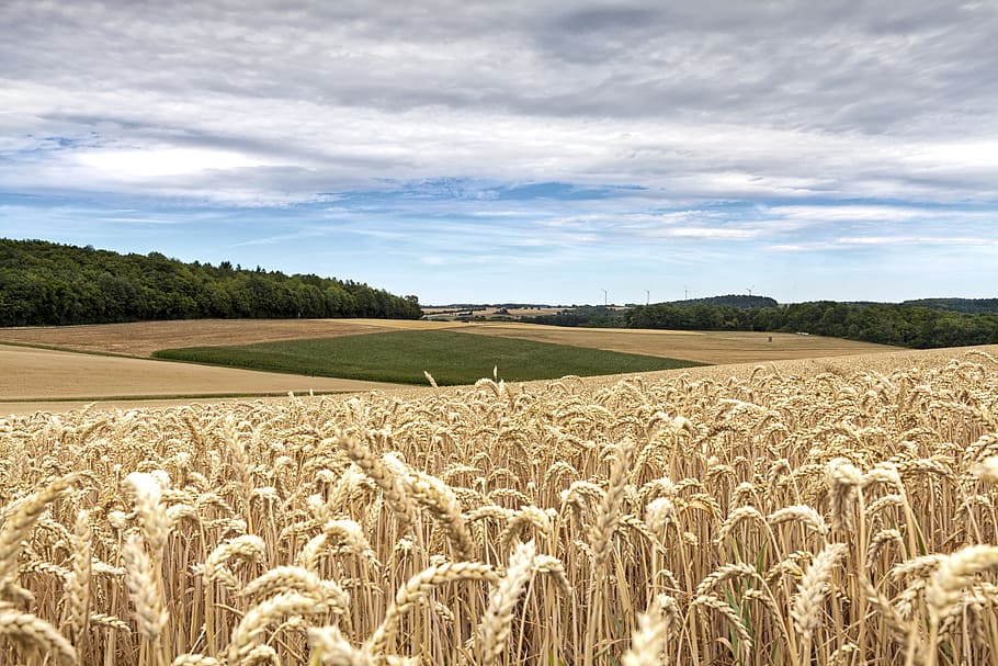 cereals, arable, field, nature, agriculture, clouds, sky, field crops HD wallpaper