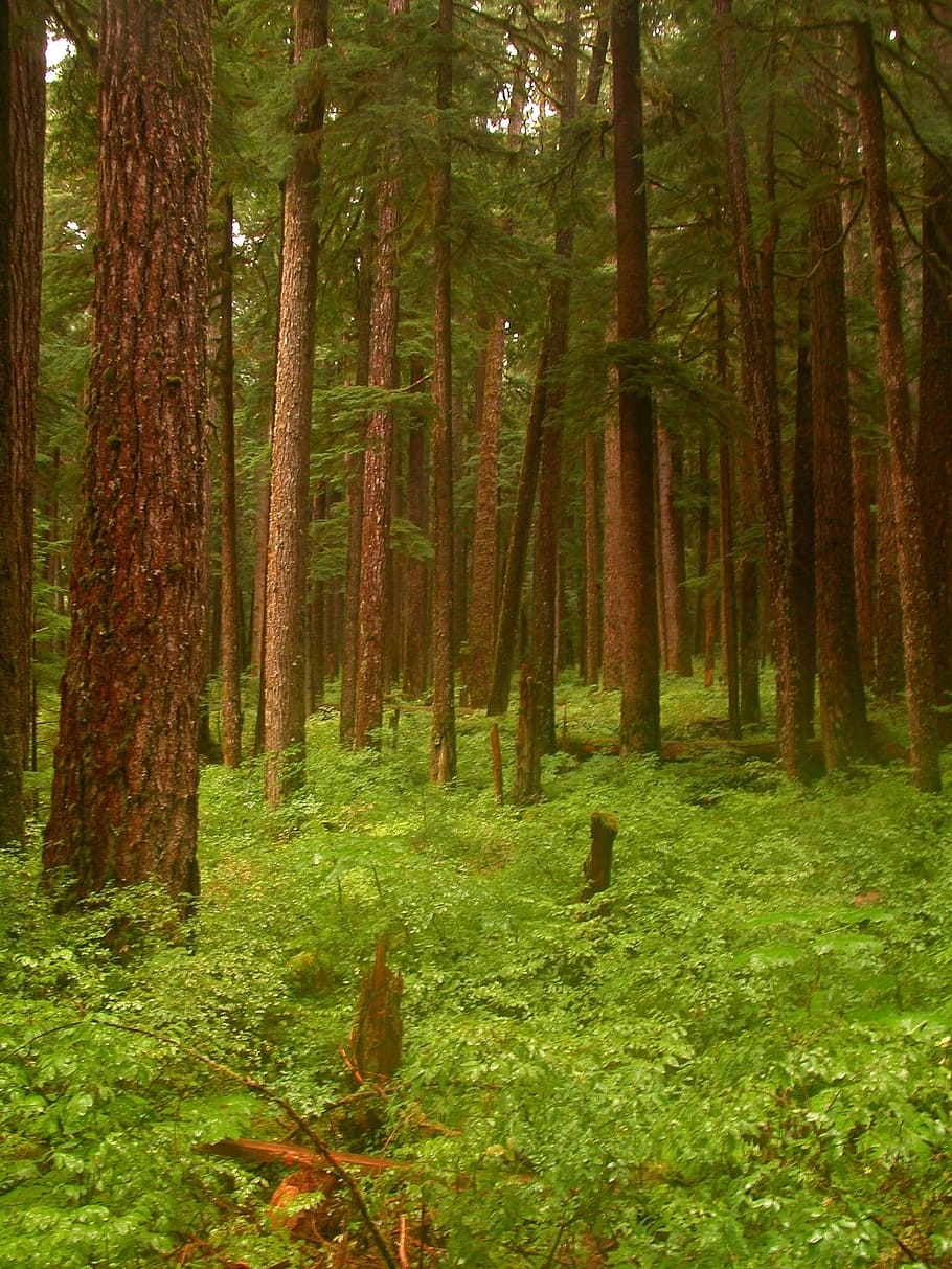 green forest during daytime, Sol Duc, Lush, Trees, sol duc forest HD wallpaper