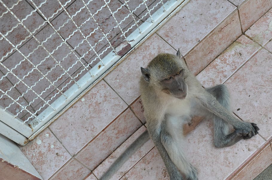 the monkey, thailand, animal, mammal, no people, animal wildlife, HD wallpaper