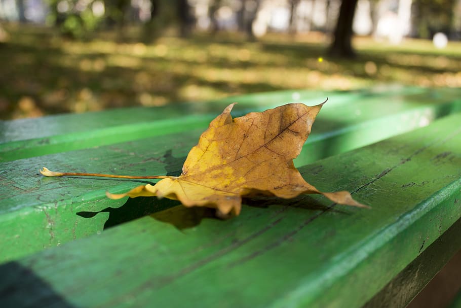 leaf, autumn, fall, nature, yellow, season, color, plant, october HD wallpaper