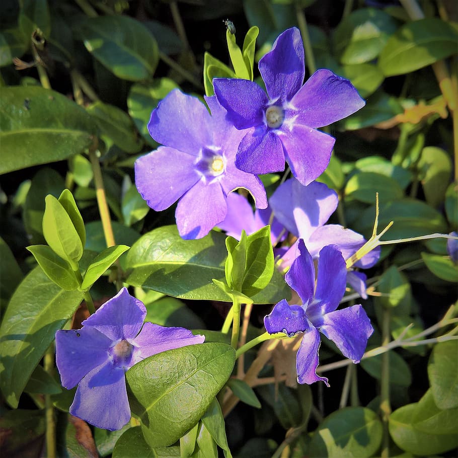plant, periwinkle, vinca, purple flowers, bright, evergreen leaves, HD wallpaper