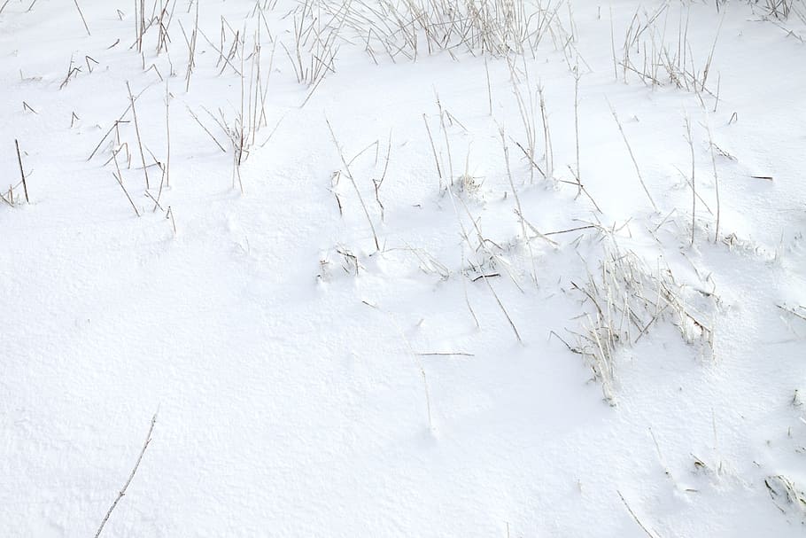Snow, Cold, Winter, Snowflakes, Freezing, frost, nature, cold - Temperature HD wallpaper