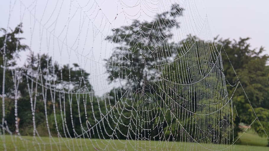cobweb, drops, water, wet, dew, strings, belize, spider web HD wallpaper