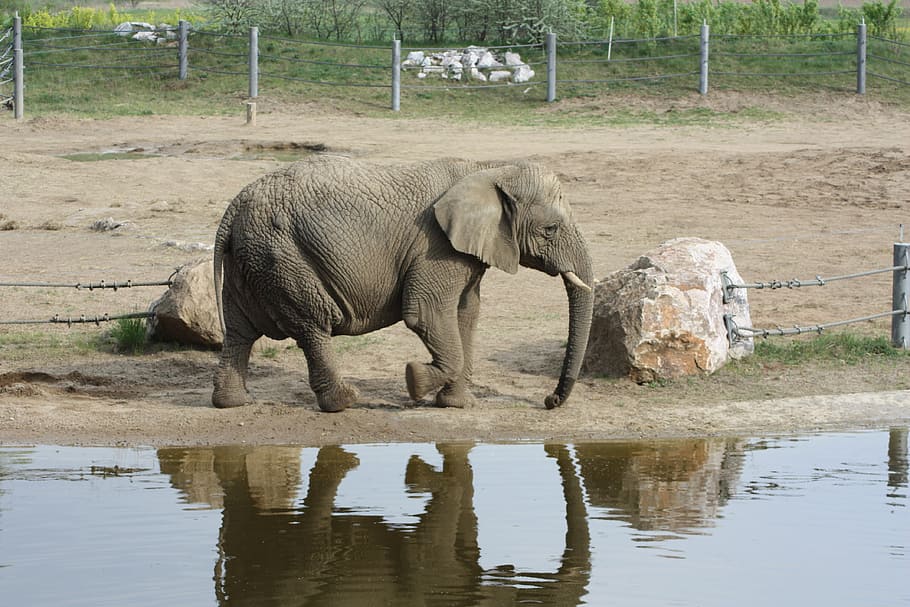 elephant walking ground, african elephant, loxodonta africana, HD wallpaper