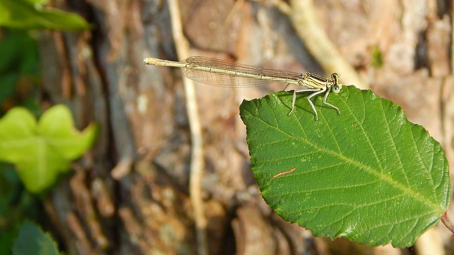 dragonfly, leaf, nature, macro, insect, plant part, animal wildlife HD wallpaper