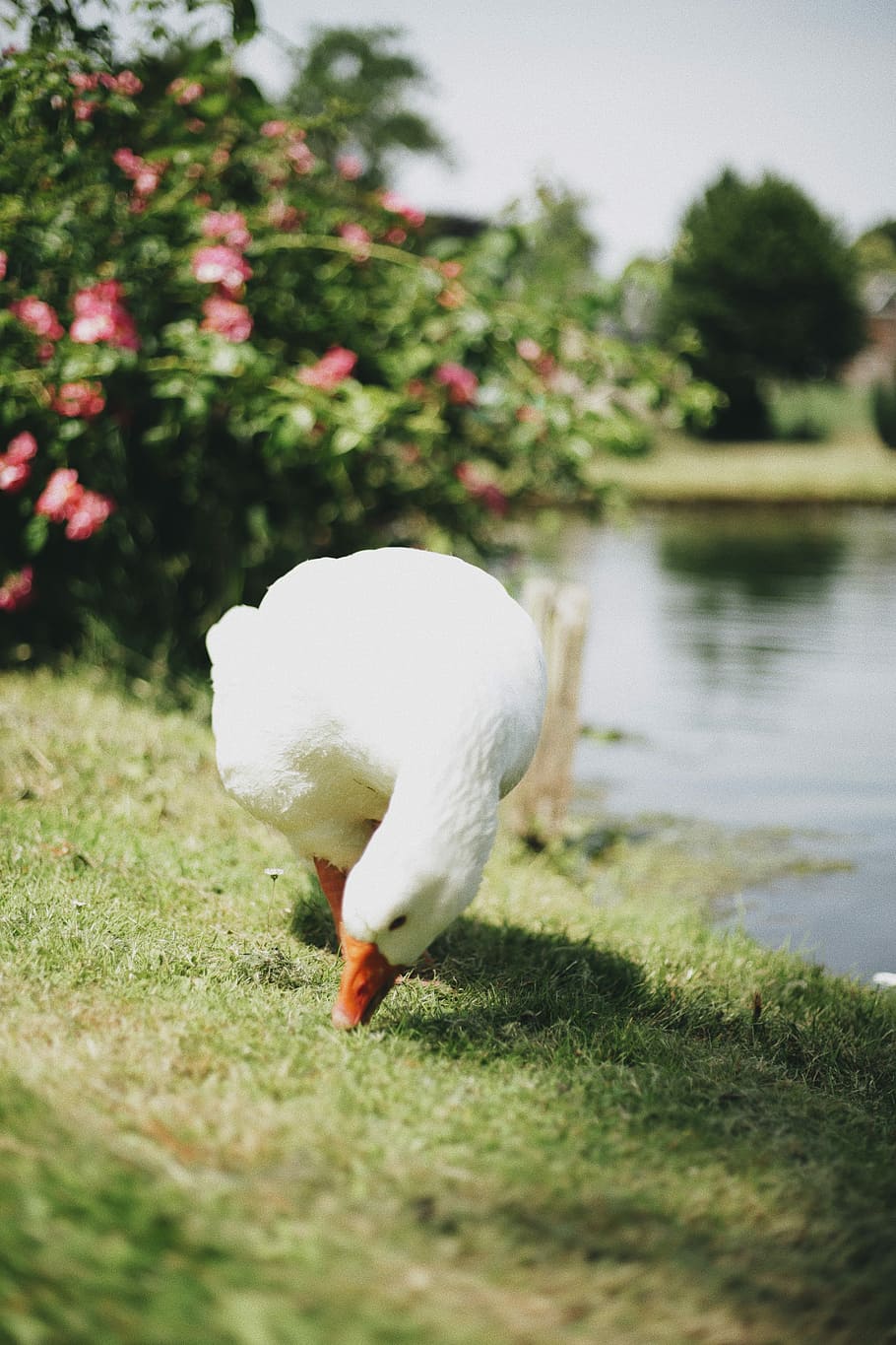 white goose on green grass near body of water, white duck beside body of water HD wallpaper