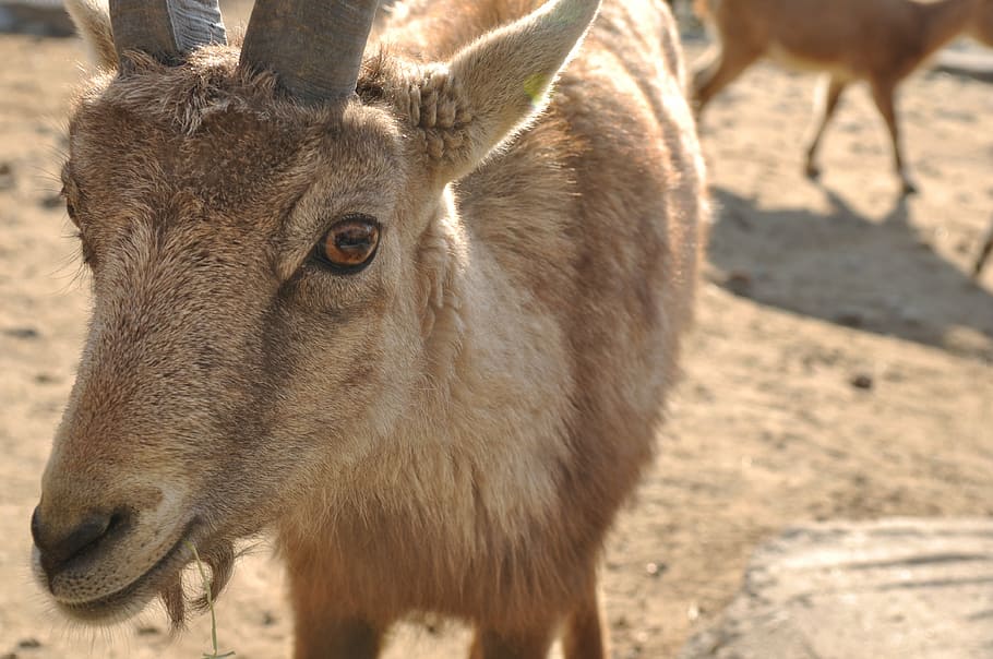animal, photo, spring, mammal, animal themes, animal wildlife HD wallpaper