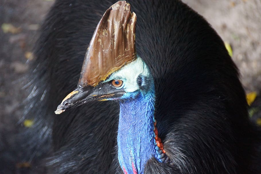 southern cassowary, australia, bird, tropical, one animal, animal body part, HD wallpaper