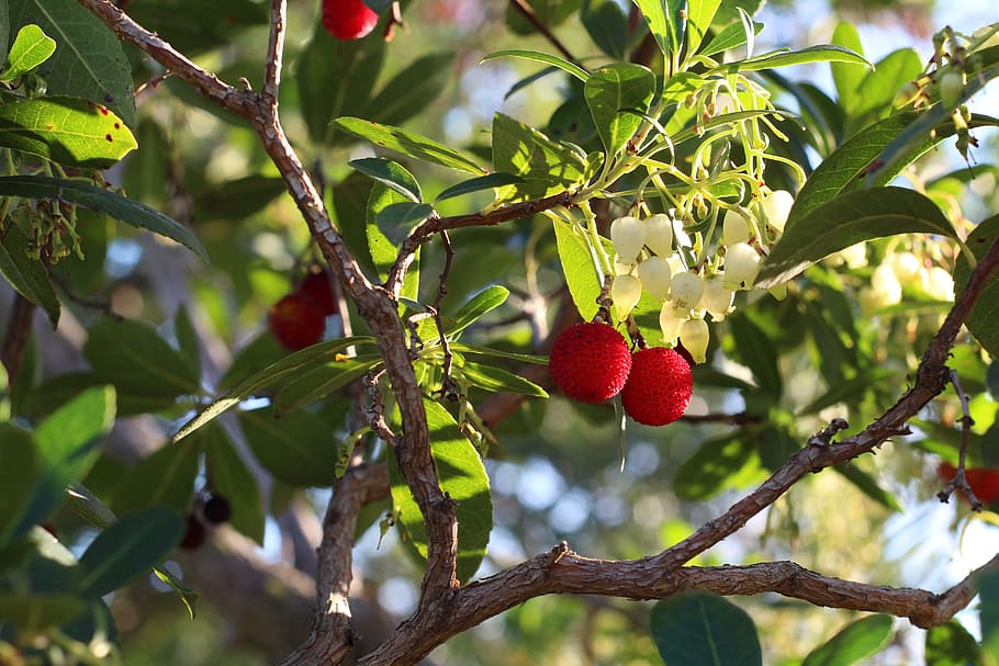fruit, tree, nature, leaf, branch, strawberry tree, healthy eating HD wallpaper