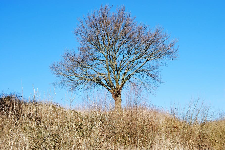 tree, winter, aesthetic, nature, sun, landscape, blue sky, plant HD wallpaper