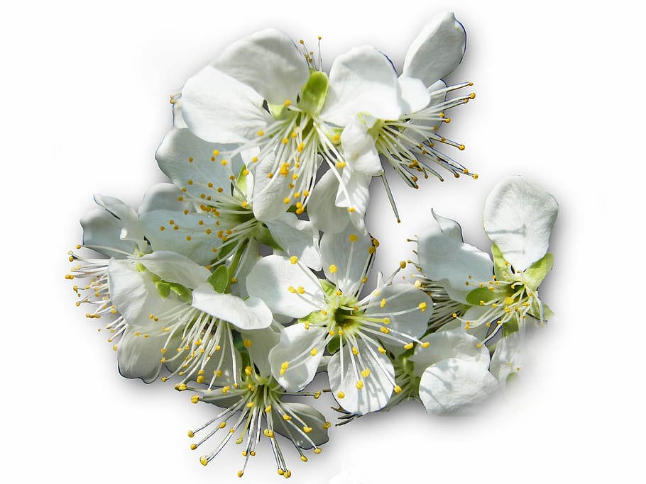 cherry blossoms, hell, white, spring, risen, bee pollen, isolated HD wallpaper