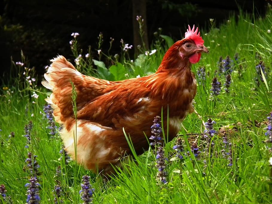 brown hen, chicken, grass, range, poultry, meadow, farm, agriculture HD wallpaper
