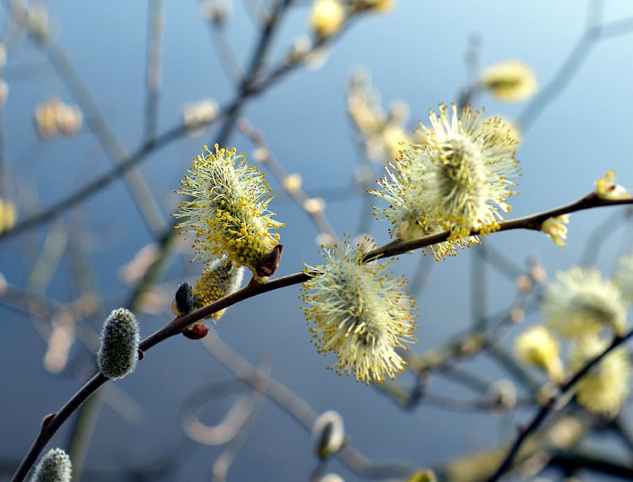 selective focus photography of green willow tree flowers, pussy willow, HD wallpaper