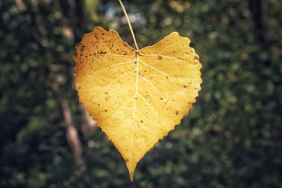 leaf, nature, fall, outdoors, tree, flora, wood, bright, color HD wallpaper