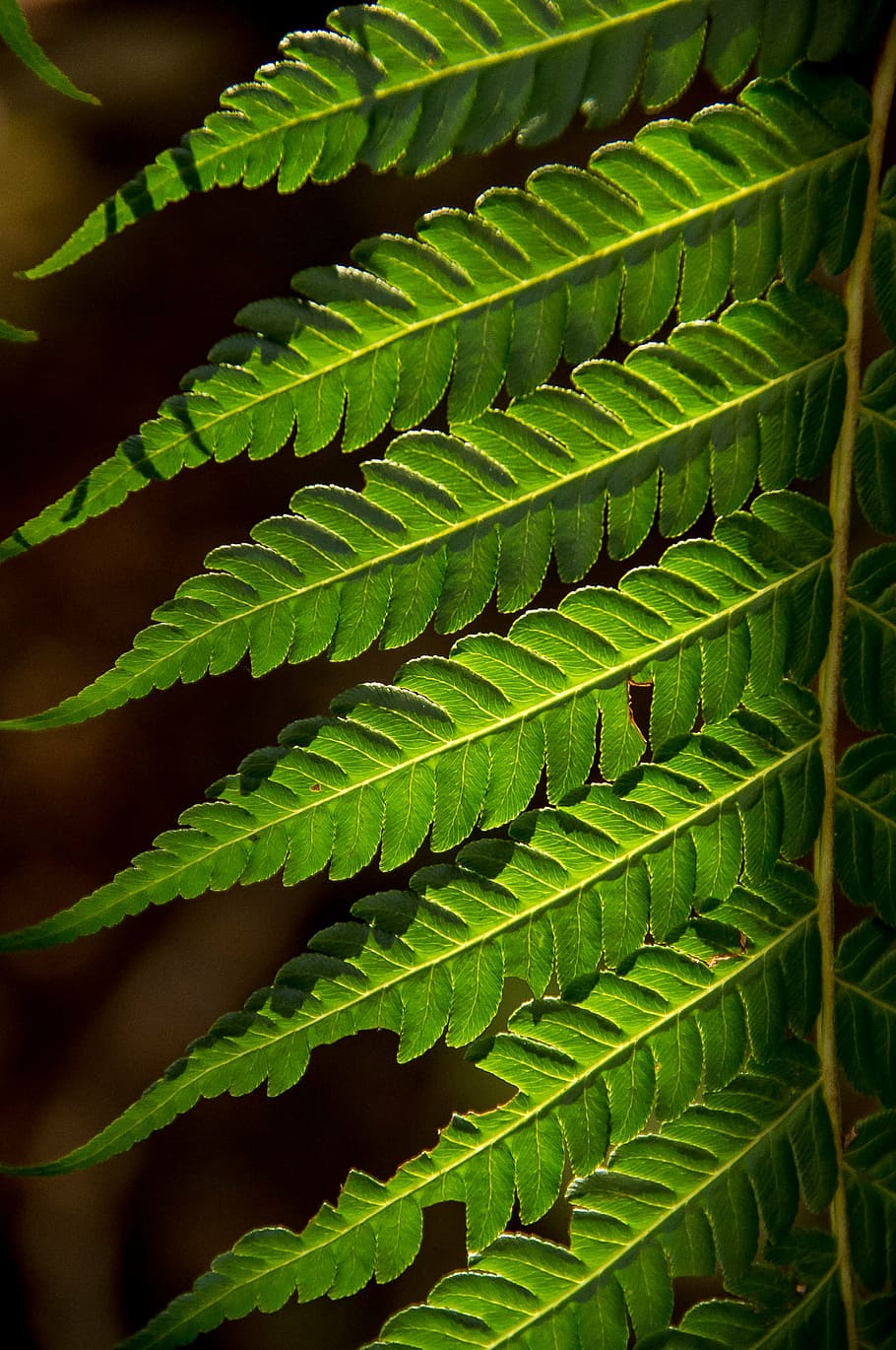 fern, leaf, green, forest, queensland, australia, nature, plant HD wallpaper