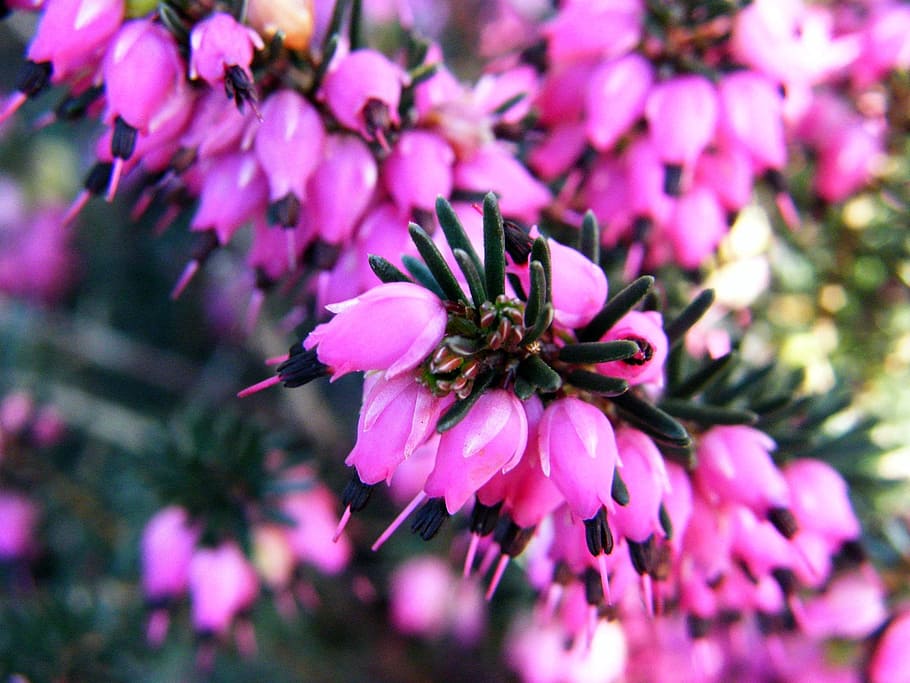 violet, spring, flower, summer, floral, bloom, petal, bright HD wallpaper