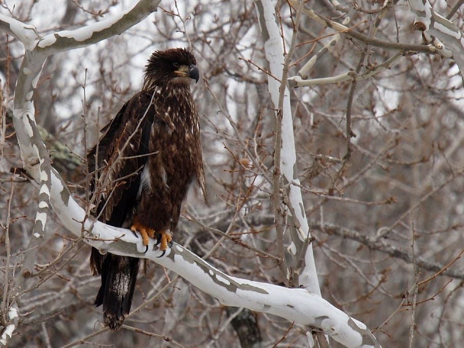 eagle, bird, juvenile, perched, nature, wildlife, predator HD wallpaper