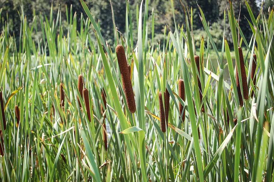 typha, flower, lake, plants, meadow, nature, flowers, growth