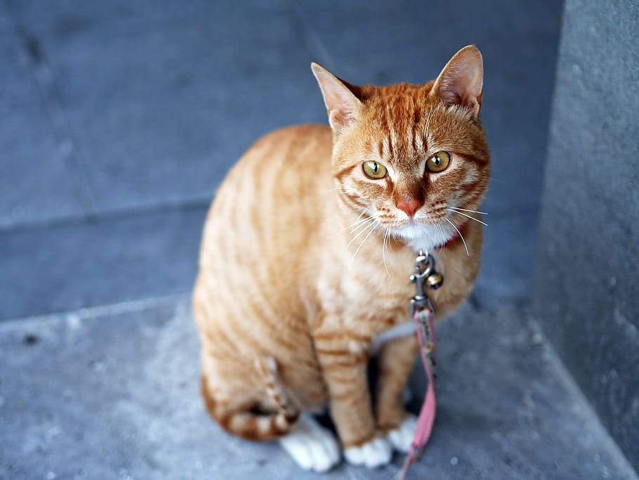brown tabby cat, cute, yellow, sitting, animal, pet, domestic Cat HD wallpaper