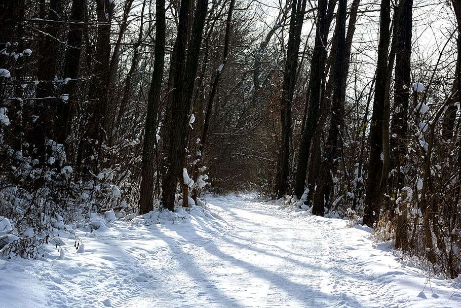 Winter, Snow, Forest, Away, Trees, wintry, winter forest, snowy HD wallpaper