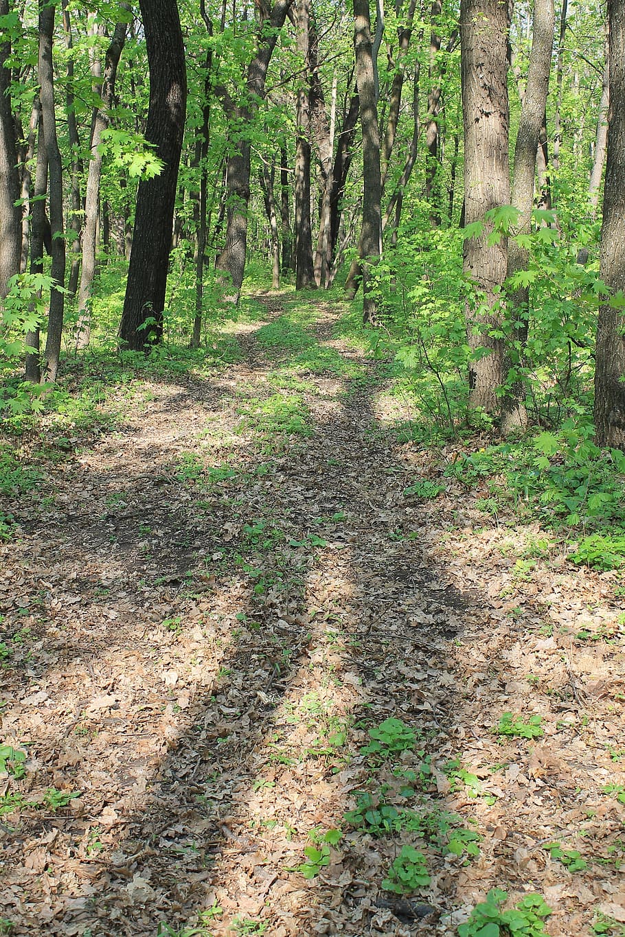 Forest, Wood, Road, Spring, Trail, Trees, herbs, grass, green HD wallpaper