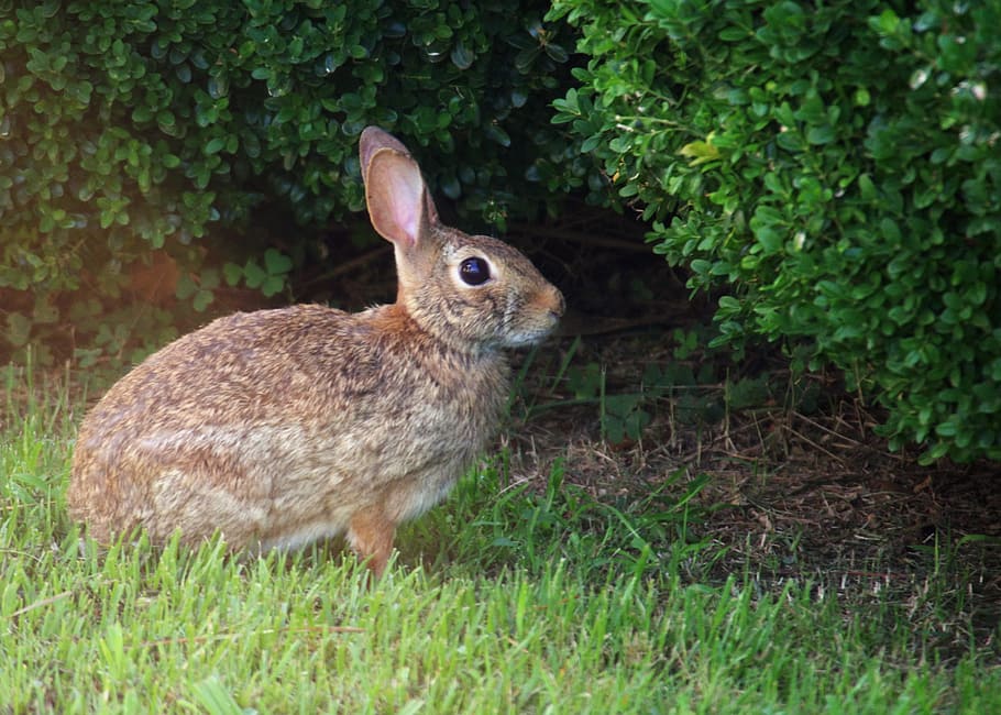 rabbit, grass, nature, spring, bunny, lawn, happy, hare, summer HD wallpaper
