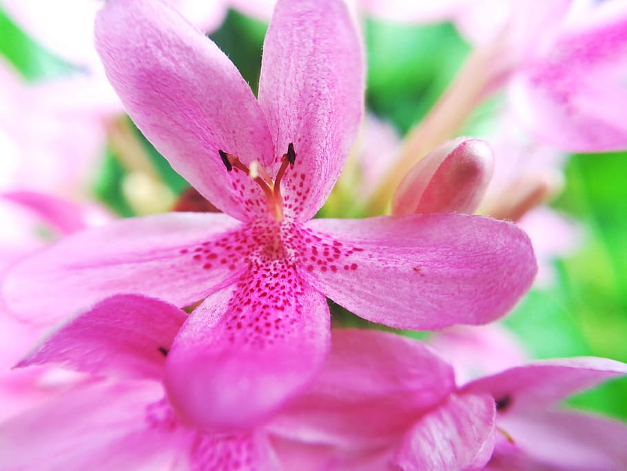 flowers, pollen, pink, flowering plant, freshness, fragility HD wallpaper