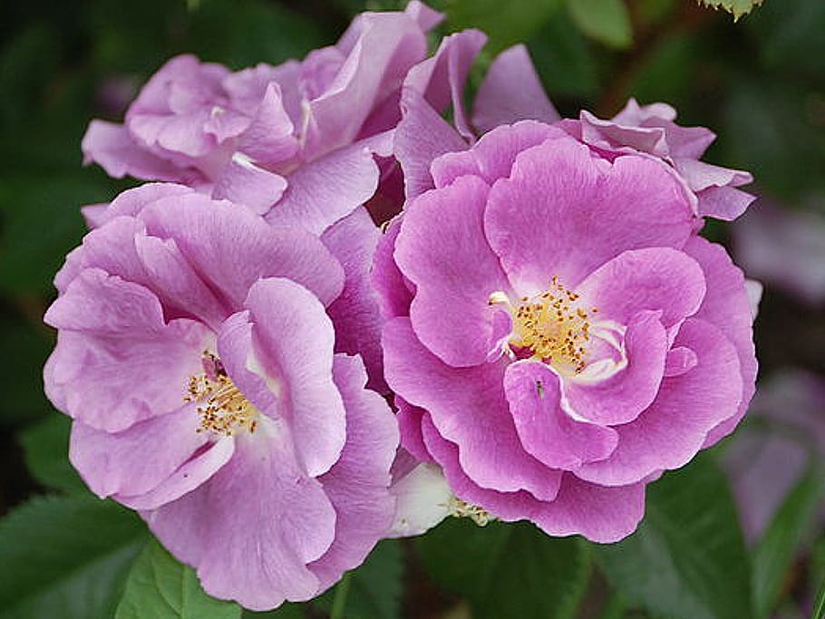 roses, thorns, prickly, bloom, love, marry, marriage, nature HD wallpaper