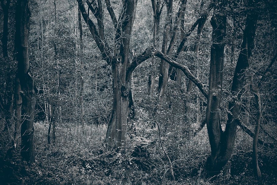 Forest, Trees, Nature, Landscape, branch branches, mood, fairy tale forest HD wallpaper