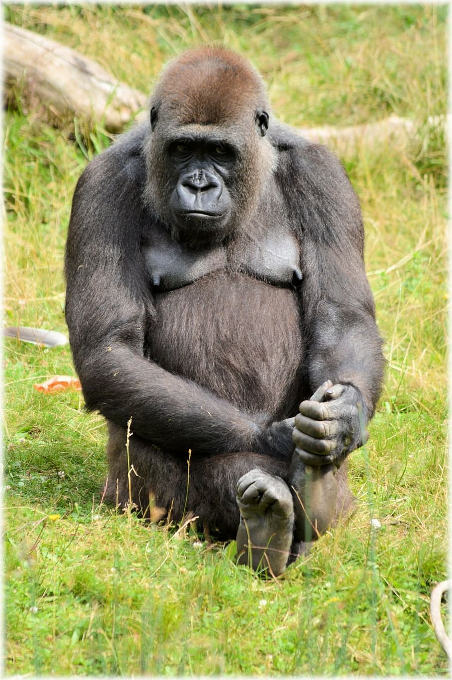 gorilla, zoo, series, monkey, monkeys, holland, amsterdam, animal HD wallpaper