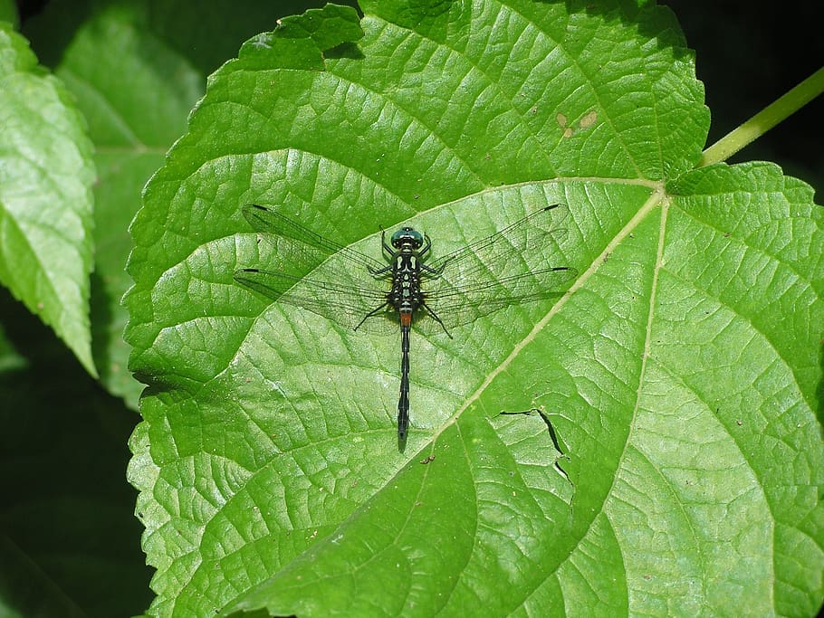 dragonfly, nature, leaf, macro, insect, green color, invertebrate HD wallpaper
