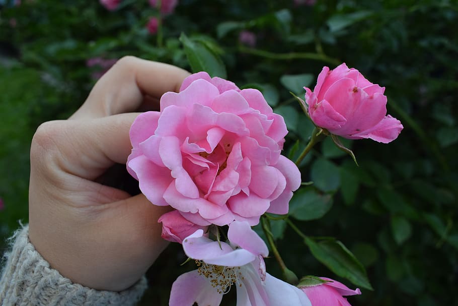 rose, flower, petals, flowering plant, beauty in nature, pink color HD wallpaper