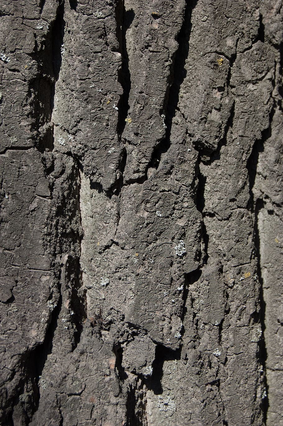 Tree Bark, Texture, texture of tree bark, large texture, relief HD wallpaper