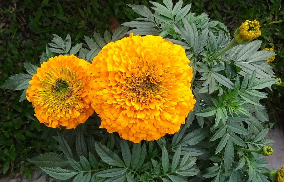 marigold, flower, yellow, genda, jhenduphool, gondephool, tagetes erecta, HD wallpaper