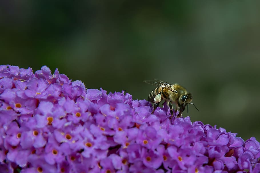 wasp, insect, blossom, bloom, invertebrate, animal themes, flowering plant HD wallpaper