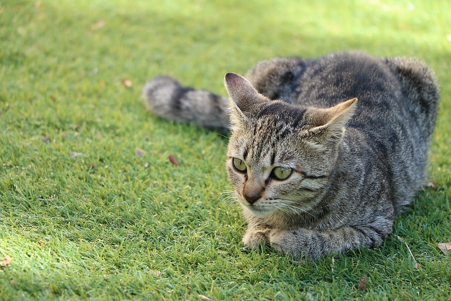 cat, grass, pet, green, animal, animal themes, mammal, one animal HD wallpaper