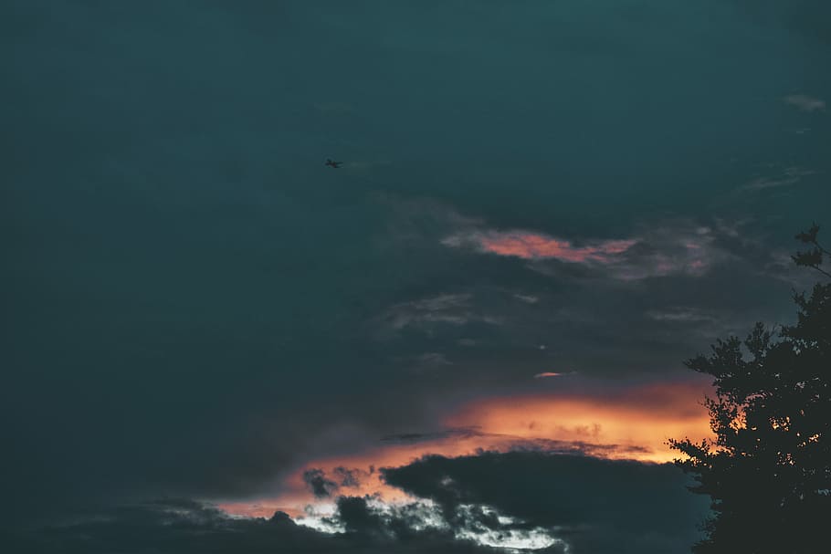silhouette of trees under black sky, silhouette of tree during sunset HD wallpaper