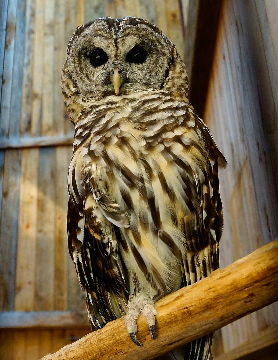 selective focus photography brown and black owl on branch of tree HD wallpaper
