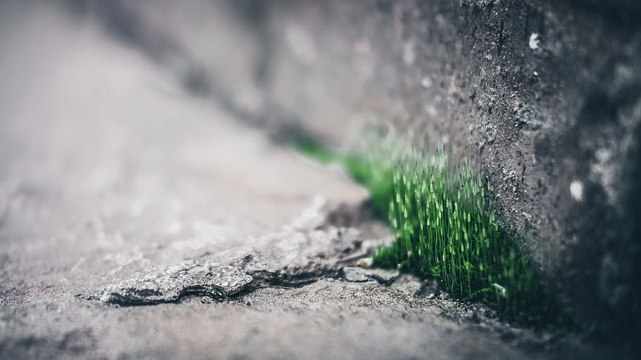 green grass, shallow focus photography of green plant, wall, concrete, HD wallpaper